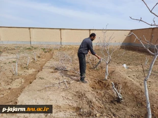 هرس درختان پسته و آماده سازی آنها برای پیوند زنی در فصل بهار 2