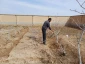 هرس درختان پسته و آماده سازی آنها برای پیوند زنی در فصل بهار