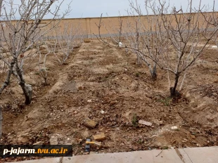 هرس درختان پسته و آماده سازی آنها برای پیوند زنی در فصل بهار 3