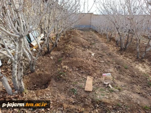  انجام عملیات بهینه سازی محیط باغ پسته با کاشت فضای سبز به منظور  افزایش بهره وری از اراضی مازاد باغ  7