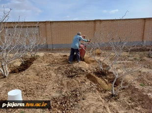  انجام عملیات بهینه سازی محیط باغ پسته با کاشت فضای سبز به منظور  افزایش بهره وری از اراضی مازاد باغ  8