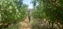 اجرای عملیات سم پاشی باغ پسته آموزشکده جاجرم- 29 اردیبهشت 1405